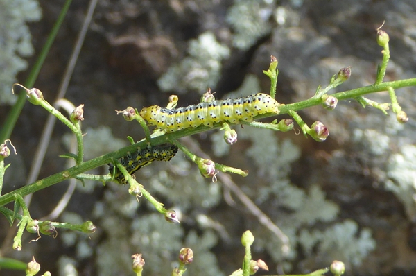 Cucullia (Shargacucullia) scrophulariphaga, Noctuidae